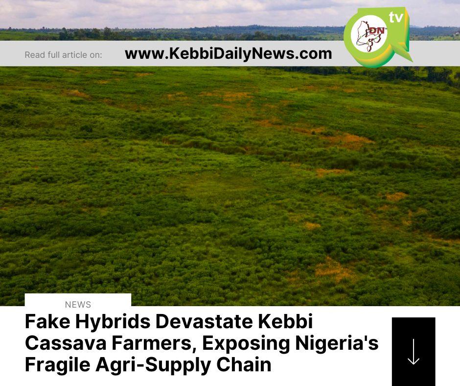 Fake Hybrids Devastate Kebbi Cassava Farmers, Exposing Nigeria's Fragile Agri-Supply Chain
