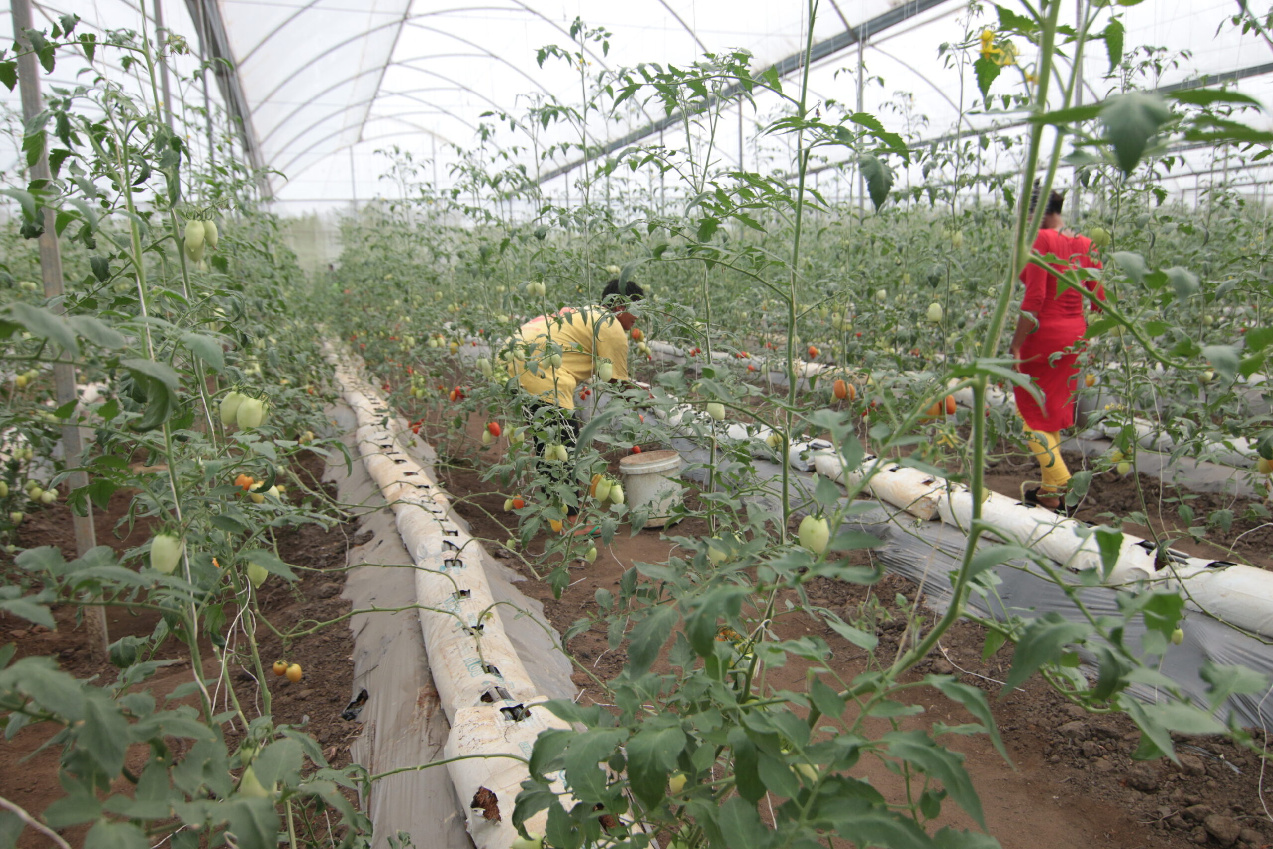Green house, Uyo